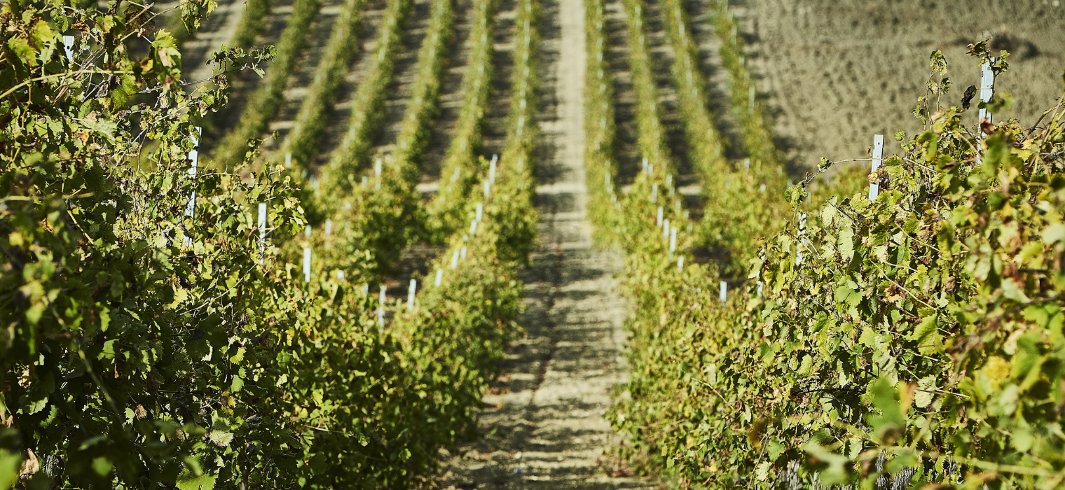 Filari Alcesti tra le colline