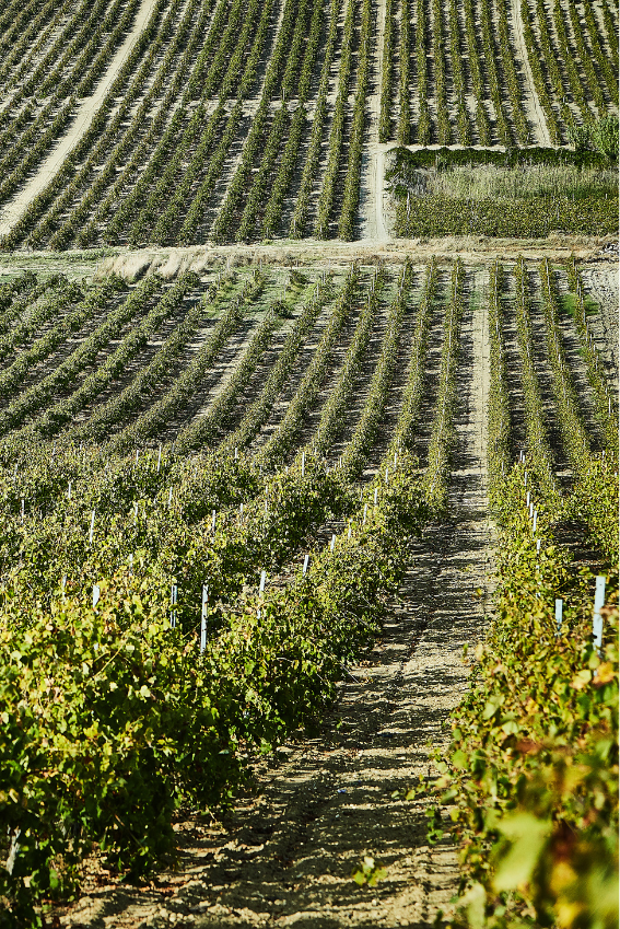 Vigna mare